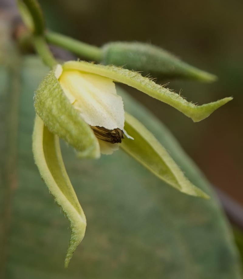Grewia, C. Davidson 14070--Gabon. Maurel and Prom Rd. 24 Oct 2019. DSC02146 (29).JPG