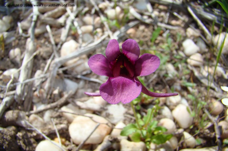 Diascia, C. Davidson 11561--South Africa. Northern Cape. Papkuilsfontein. 26 Aug 09. 209 (4).jpg
