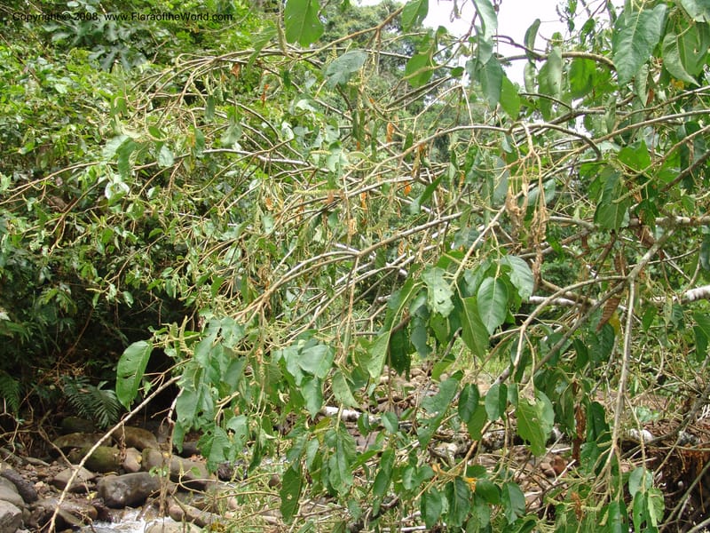 Croton, RVasquez32971--Peru. Pillcopata. Qbda Pini Pini. 29 Oct 07. 205.jpg