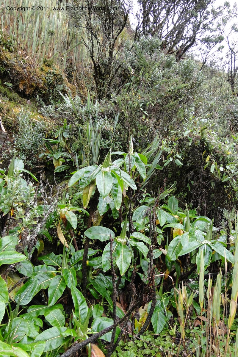 Rumex tolimensis, Ulloa 1994--Ecuador. Napo. Papallacta to Baeza. 1 Jun 2011. 376.jpg