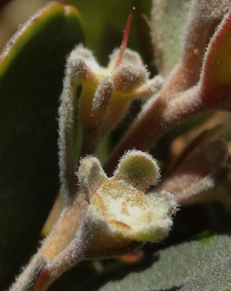 Gossia alaternoides, Callmander, M 1273--New Caledonia. PinPin. 20 Nov 2015. DSC03938 (351).JPG