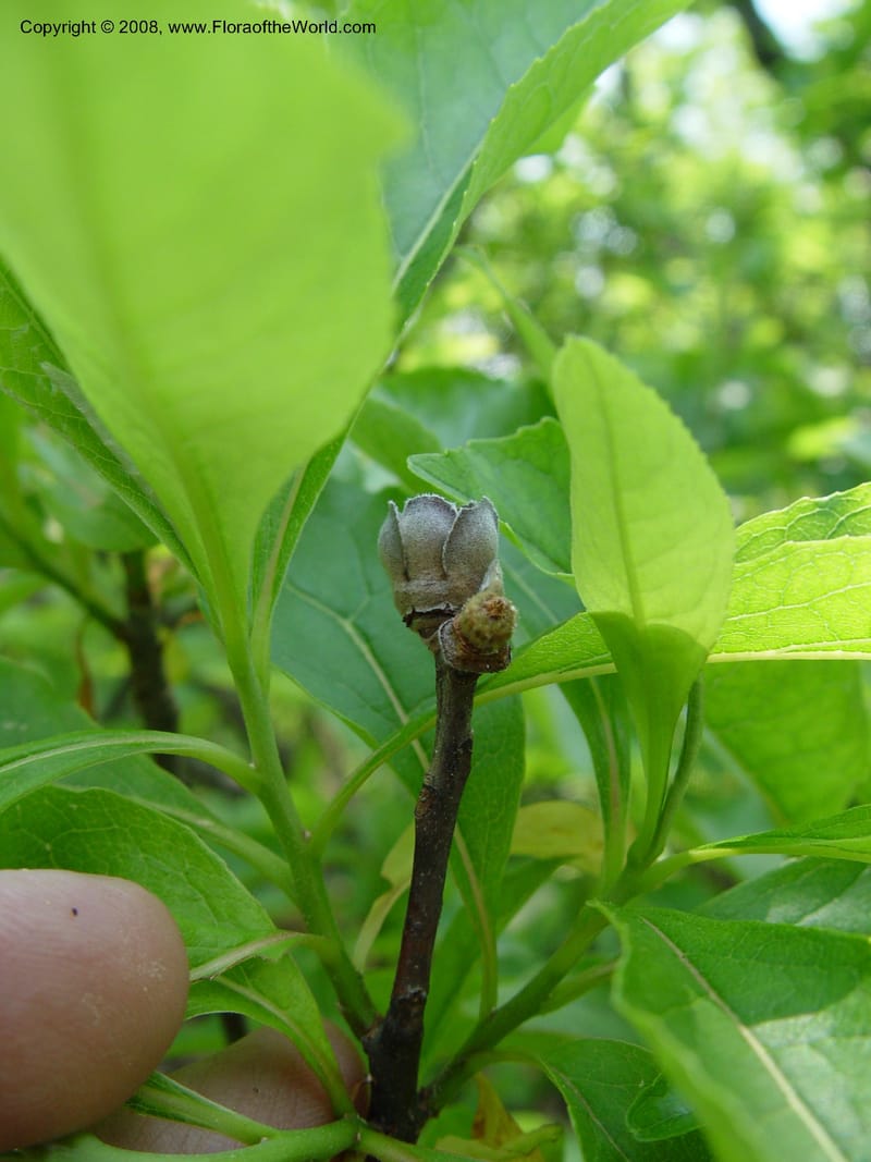Franklinia alatamaha--MA. Arnold Arboretum. 30 Jun 03. 132.jpg