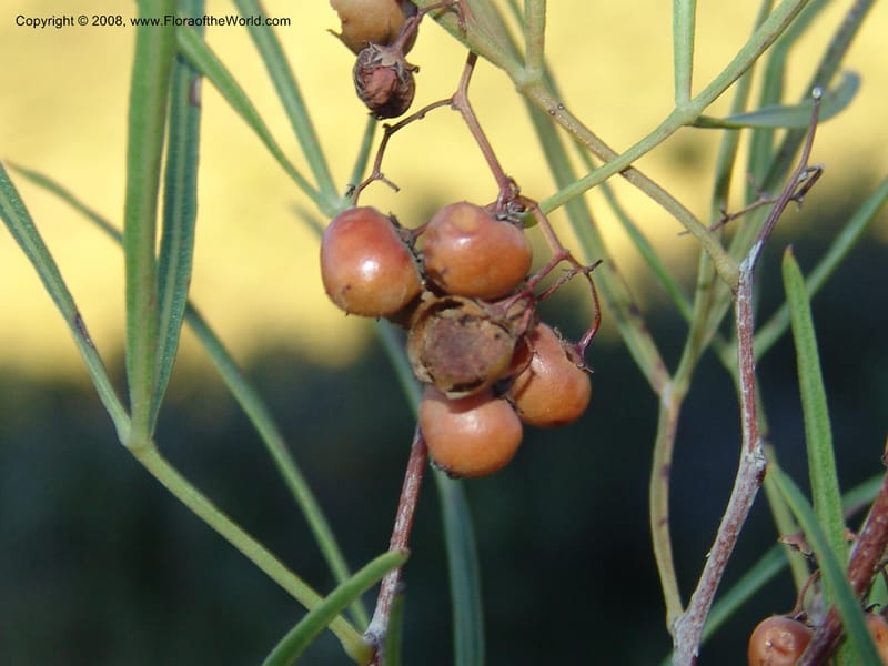 Rhus--So.Africa. E. Cape. Joubert's Pass, SE of Lady Gray. 9 Mch 05. 305.jpg