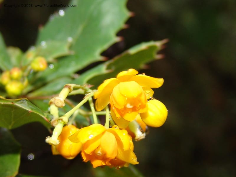 Berberis carinata--Peru. Macchu Pichu. 23 Oct 07. 061.jpg