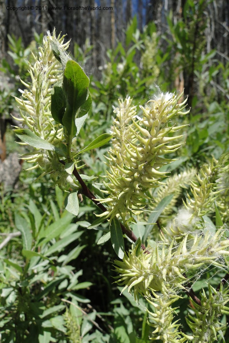Salix, Davidson, C 11870--Idaho. Idaho Co. Warren Wagon Rd. 8 July 2011. 074 (1).jpg