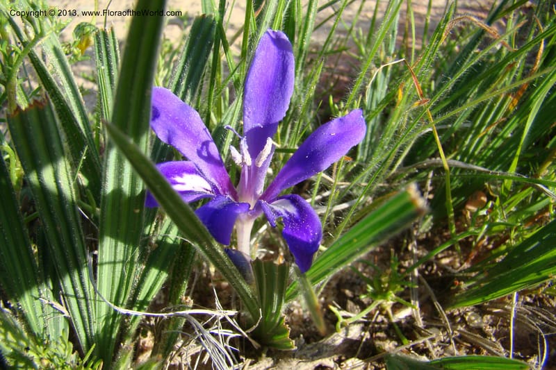 Babiana sambucina ssp. longibracteata, C. Davidson 11555--South Africa. Northern Cape. Papkuilsfontein. 25 Aug 09. 076 (8).jpg