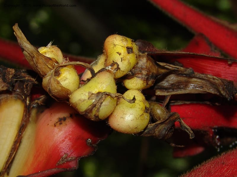 Heliconia, Croat94844--Ecuador. Prov. Carchi. El Chical-Penas Blancas. 19 Feb 05. 215.jpg
