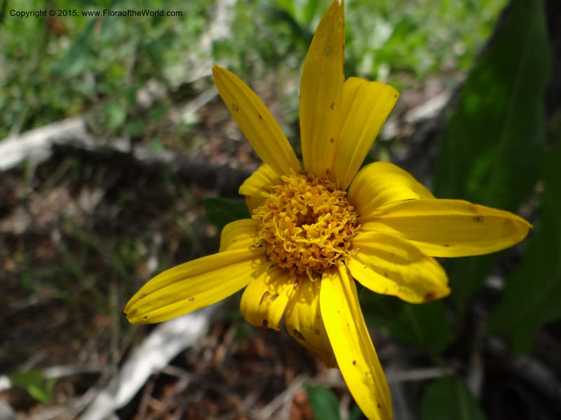Wyethia, Mansfield, D 12-602--ID. Bear Lake Co. Mt. Sherman. 13 Jul 2012. DSC03473 (128).JPG