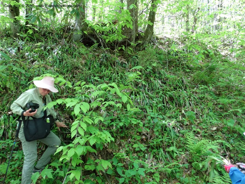 Cymophyllus fraserianus, Davidson, C 12984--North Carolina. Clay Co. Perry Gap Rd, Barnard's Cr. 13 May 2015. DSC04860 (90).JPG