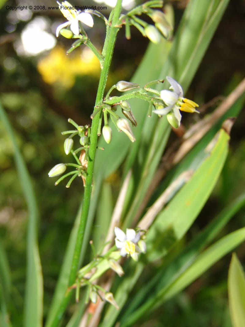 Dianella ensifolia, X4.1071--CA. San Francisco Arbor. 3 Jul 07. 068.jpg