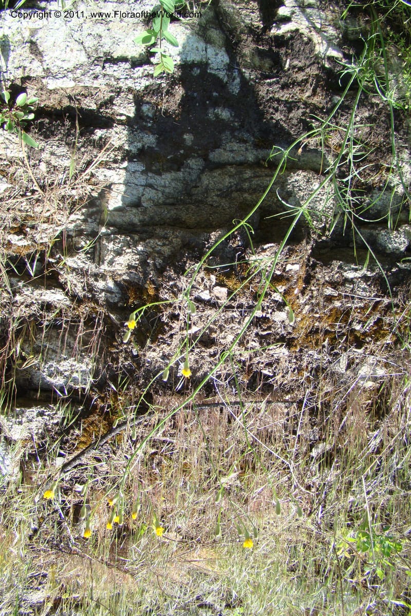 Crepis atrabarbata, C. Davidson 11389--Idaho. Idaho Co. Salmon River. Shepp Ranch. 28 May 2009. 176.jpg