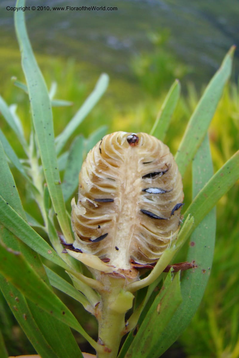 Leucadendron eucalyptifolium, C. Davidson 11495--South Africa. W. Cape. Korente River. 22 Aug 09. 344 (105).jpg