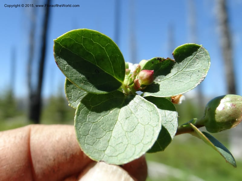 Gaultheria humifusa, Davidson, C 12546--ID. Valley Co. Cloochman Saddle Rd. 1 Jul 2014. DSC09181 (65).JPG