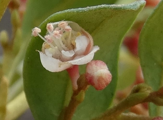 Guioa villosa, Callmander, M 1257--New Caledonia. Tiebaghi. 17 Nov 2015. DSC03437 (194).JPG