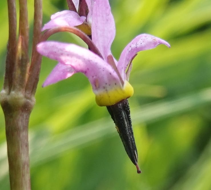 Dodecatheon alpinum, Davidson 14247--OR. Harney Co. Steens Mtn. July 2021. DSC09986 (1146).JPG