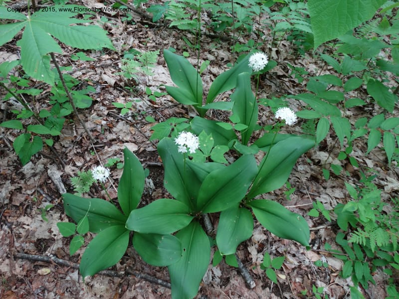 Clintonia umbellulata, [Davidson, C 12988]--North Carolina. Macon Co. Standing Indian. 14 May 2015. DSC05212 (61).JPG