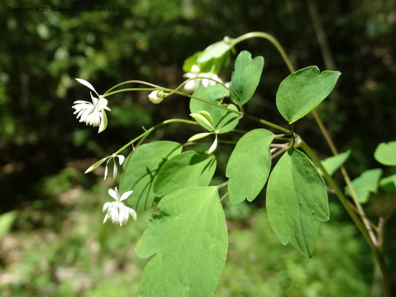 Thalictrum clavatum, Davidson, C 12989--North Carolina. Clay Co. Perry Gap Rd, Barnard's Cr. 13 May 2015. DSC04860 (281).JPG