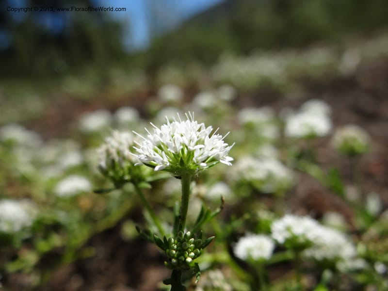 Valeriana, WDS 34165--Chile. P.N. Sieta Tazas. 21 Feb 2013. DSC02254 (57).JPG