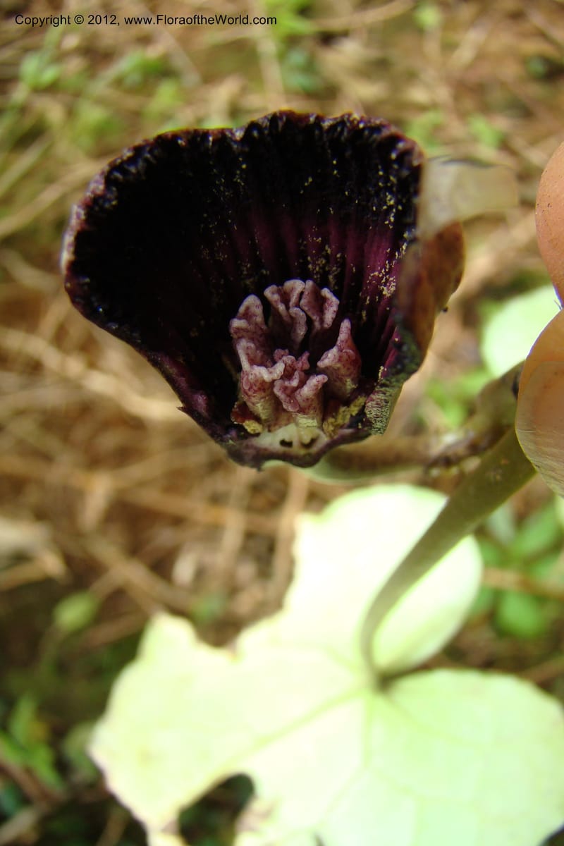 Asarum, Regalado 1670--Viet Nam.Hoang Lien Son. 7 Apr 09. 072 (47).jpg