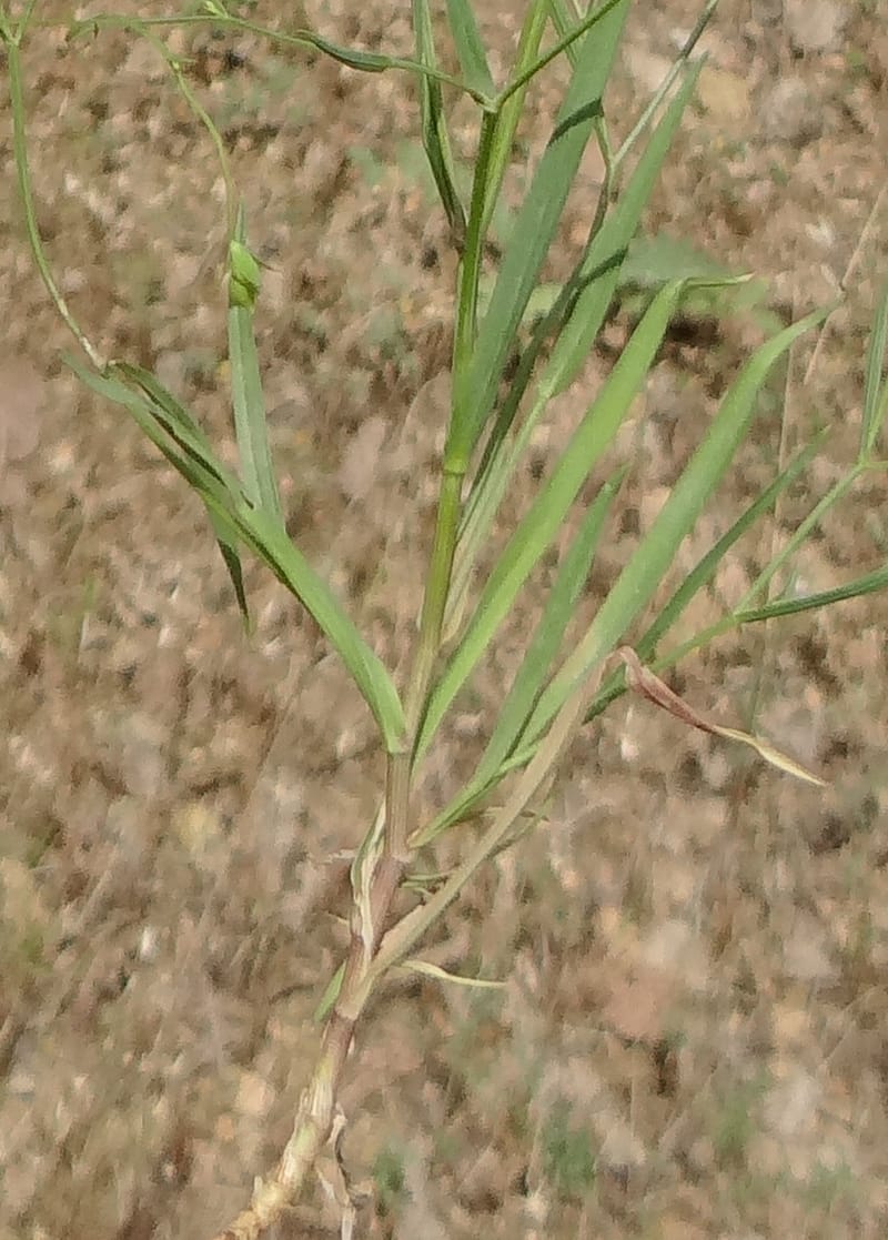 Bupleurum--Kurdistan. Tawailla. Stop 3. 22 May 2013. DSC04827 (21a).JPG