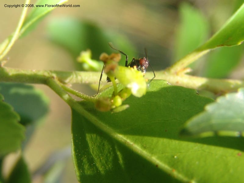 Maytenus peduncularis--So.Africa. Mpumal. Buffelskloof Private Nat. Res. 17 Mch 05. 225.jpg