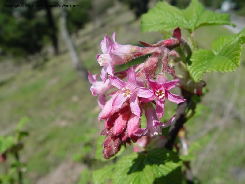 Ribes sanguineum v. glutinosum--CA. Alameda Co. Huckleberry Bot. Reg. Pres. 11 Feb 04. 069.jpg