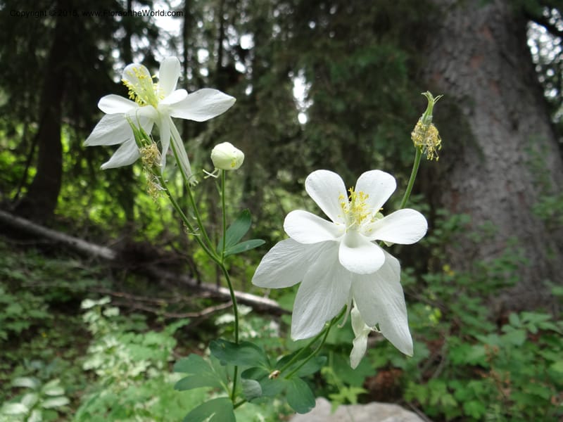 Aquilegia coerulea var ochroleuca, Mansfield, D 12-630--ID. Bear Lake Co. Mt. Sherman. 13 Jul 2012. DSC03601 (65).JPG