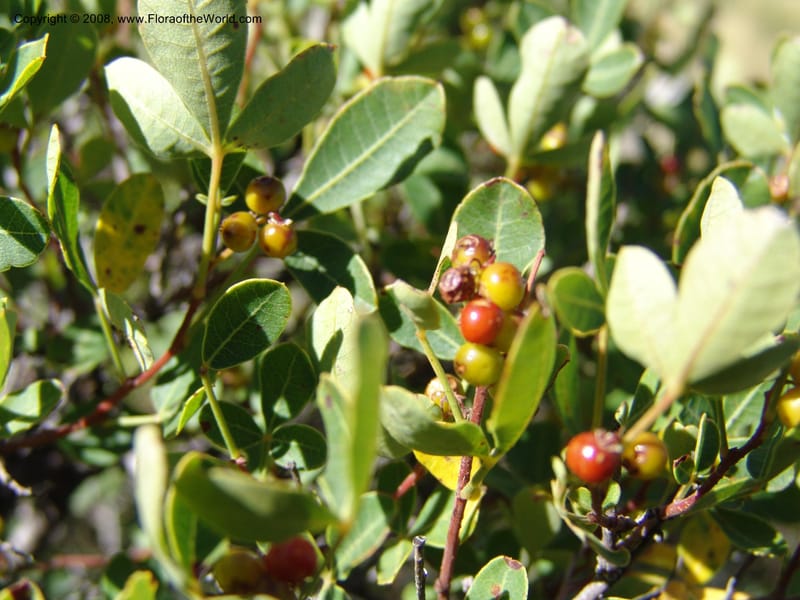 Rhus--So.Africa. E. Cape. Joubert's Pass, SE of Lady Gray. 9 Mch 05. 058.jpg
