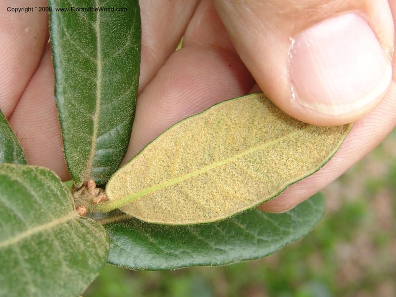 Quercus sp.--MX. Oaxaca. 5345 C. Jardin Etnobotanico. 5 Aug 2007. 349.jpg
