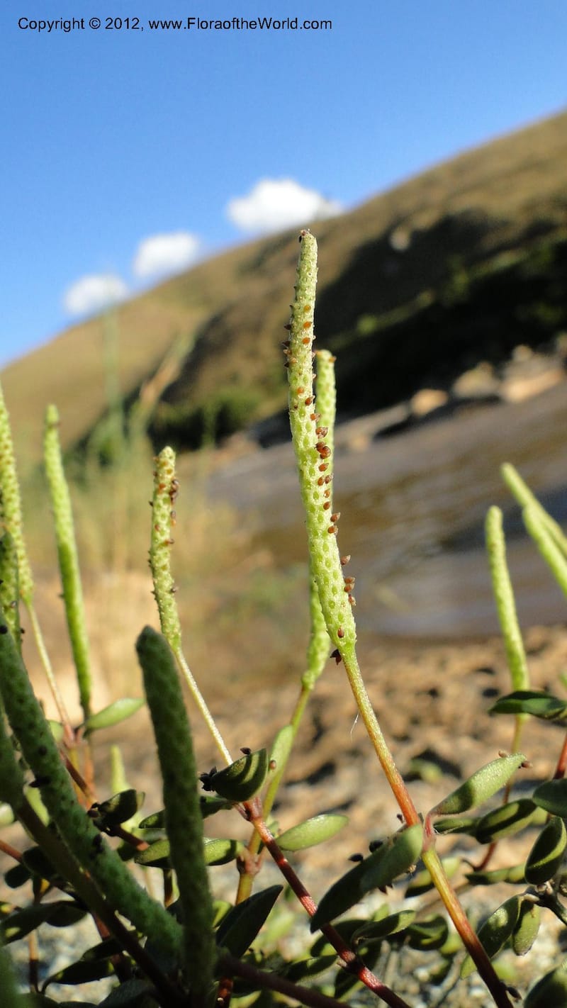 Peperomia tetraphylla, N. Manjato 150--Madagascar. Mania River. 1 May 2010 120 (10).jpg
