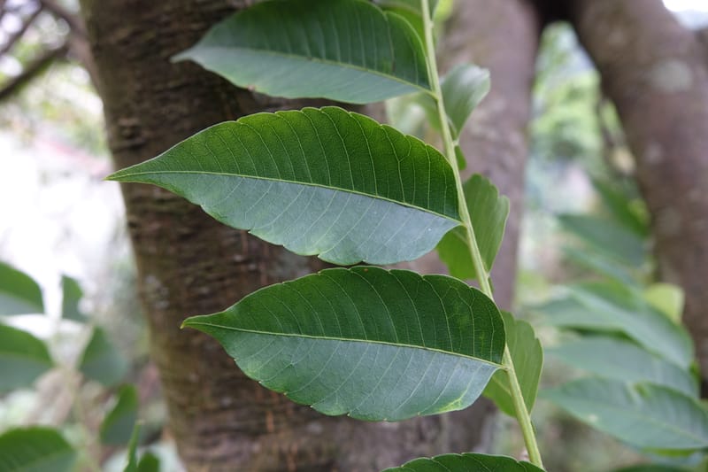 Eurycorymbus cavaleriei, Chung Kuo-Fang 3353--Taiwan. Wulai Distr. Wulai village. Chia Jiao Liao. 19 May 2016.  (14).JPG