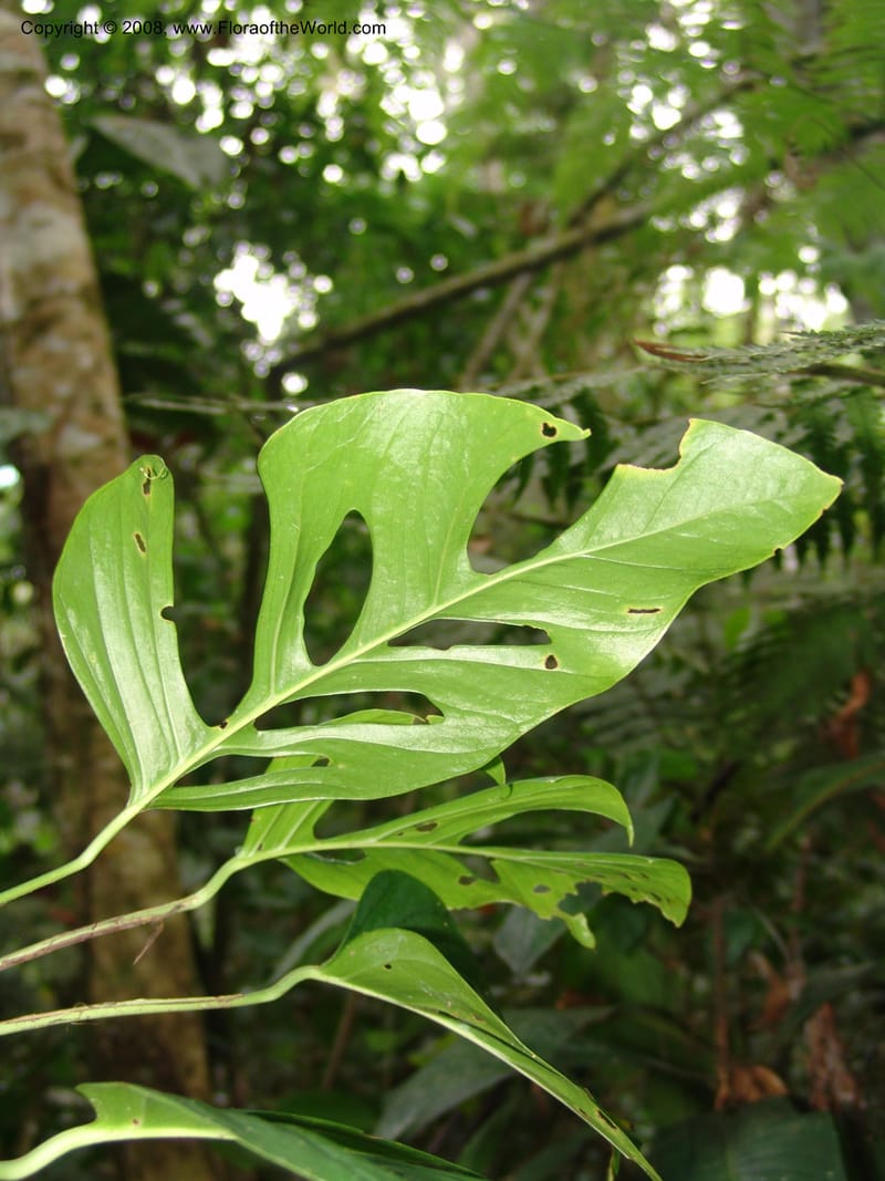 Monstera, RVasquez33000--Peru. Pillcopata. Qbda Pini Pini. 29 Oct 07. 616.jpg