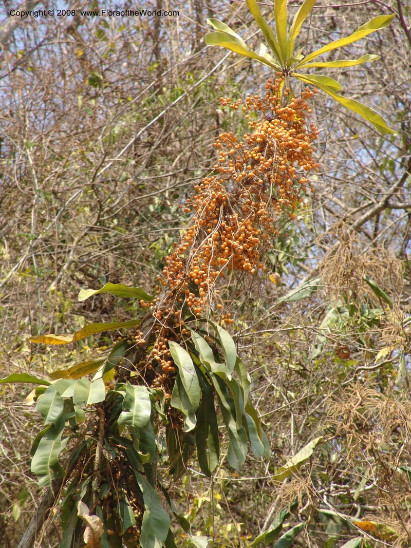 Clavija tarapotana,  AAraujoM2947--Bolivia. Prov. F. Tamayo. N of Apolo. Rio Machariapu. 18 Sep 06.  003.jpg