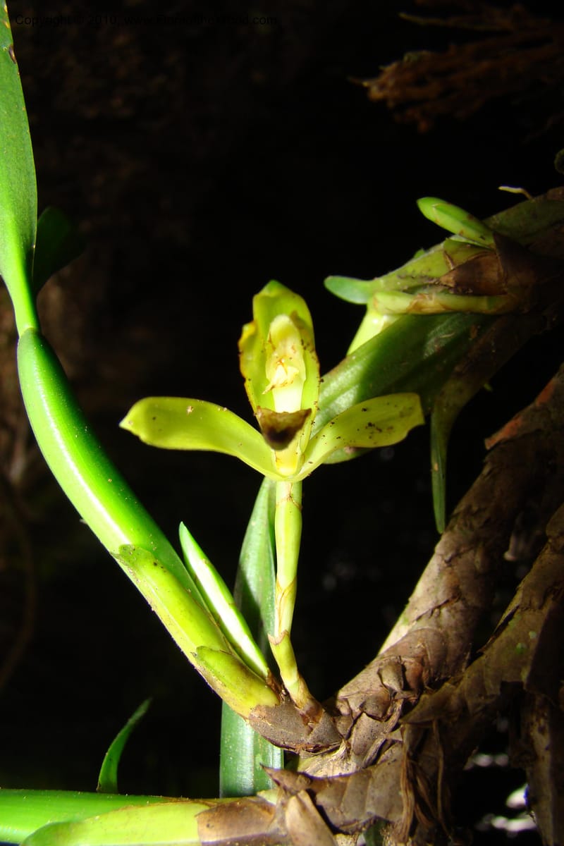 Maxillaria, R. Vasquez 35010--Peru. Loreto. Dto.Parinari. Qbda Parinari. R.Samiria. 17 Nov 08. 377.jpg