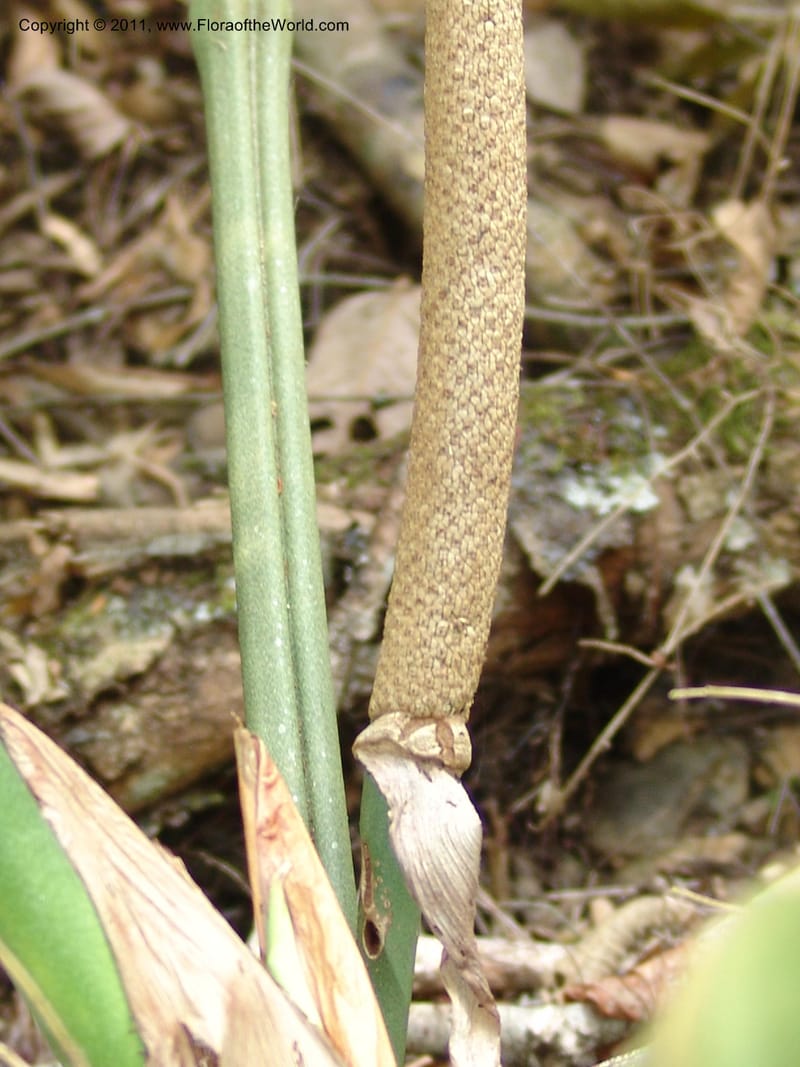 Anthurium plowmanii, AraujoM2908--Bolivia. F. Tamayo. Rio Machariapu. 17 Sep 06. 283 (23).jpg