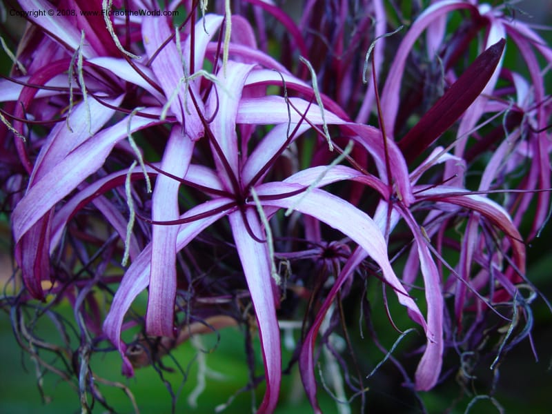 Crinum asiaticum, 991547 A--FL. Fairchild Tropical Gard. 15 Jan 03. 015.jpg
