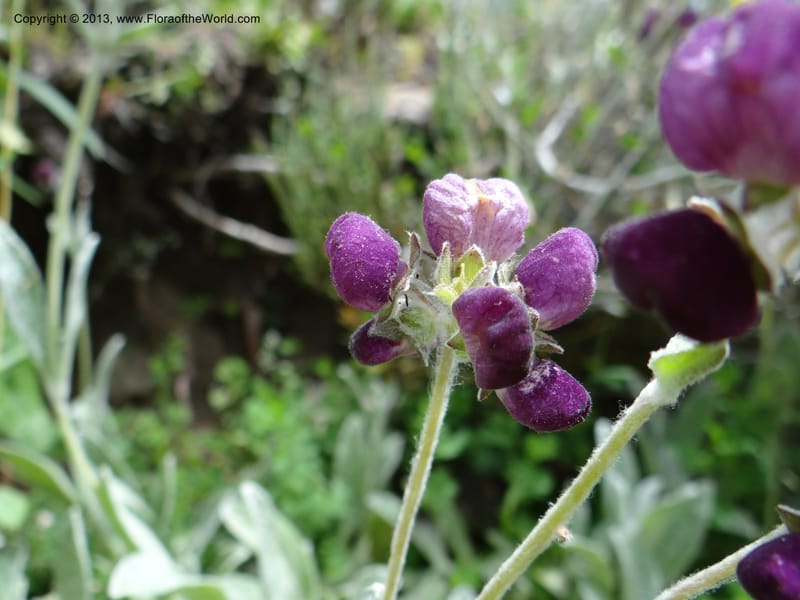 Calceolaria arachnoidea, WDS 34214--Chile. Cta 115. 11.5 km W of La Laguna. 22 Feb 2013. DSC02736 (92).JPG
