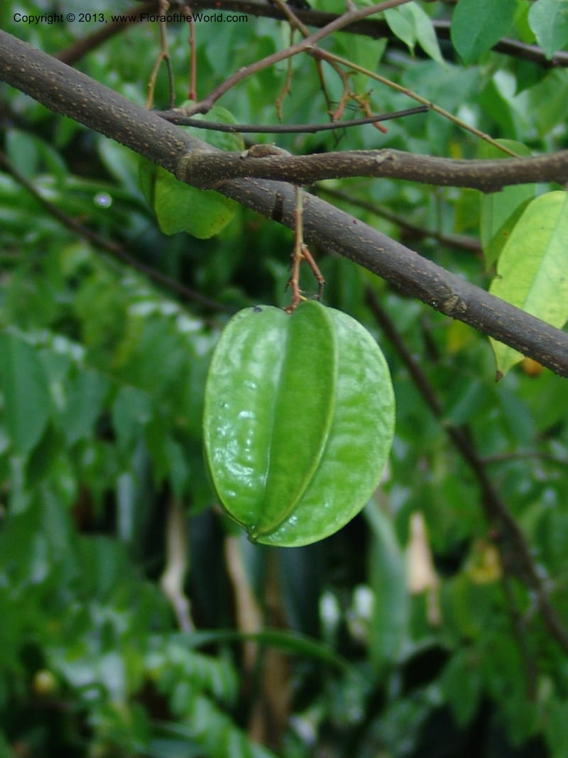 Averrhoa bilimbi--So.Africa. Durban Bot. Garden. 14 Mch 05. 122.jpg
