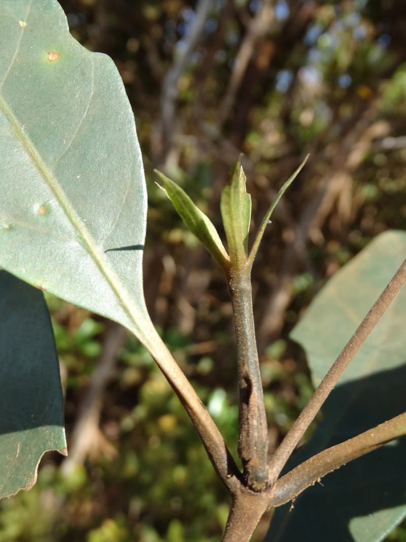Atractocarpus, Gildas no.--New Caledonia. PinPin. 20 Nov 2015. DSC03938 (559).JPG