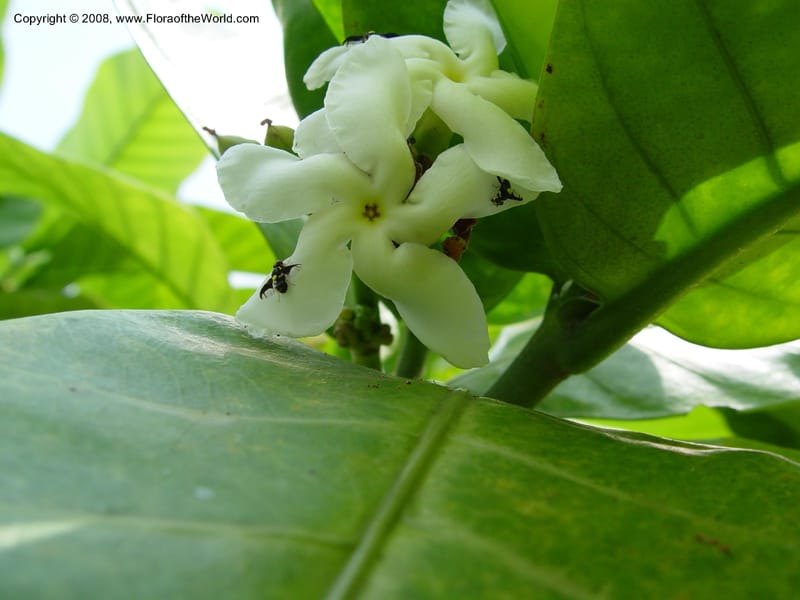 Tabernaemontana brachyantha--Cameroon. Limbe Botanic Garden. 4 Dec 03. 181.jpg