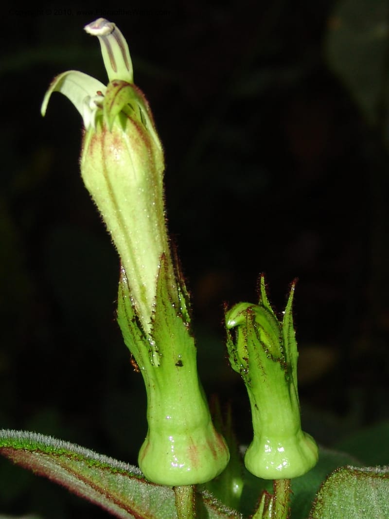 Centropogon nigricans, Croat 96367--Ecuador. Prov. Pichincha. Pacto-Pto. Quito Rd.. 25 Mar 06. 450 (7).jpg