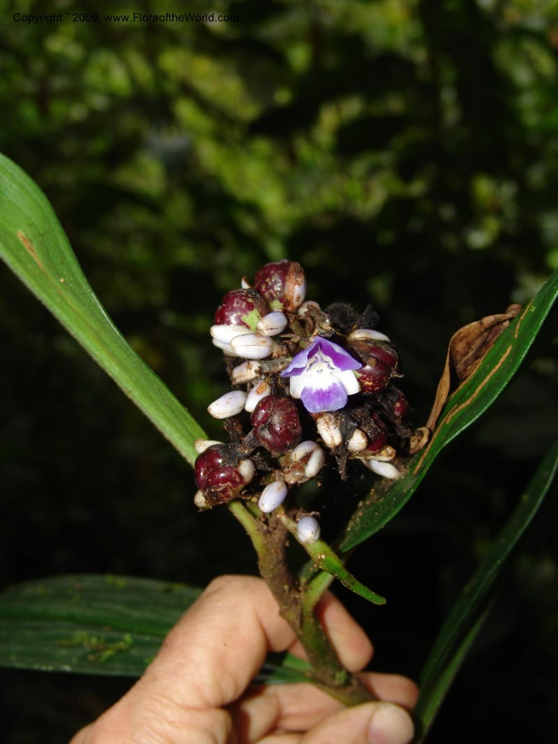 Dichorisandra, Croat94845--Ecuador. Prov. Carchi. El Chical-Penas Blancas. 19 Feb 05. 208.jpg