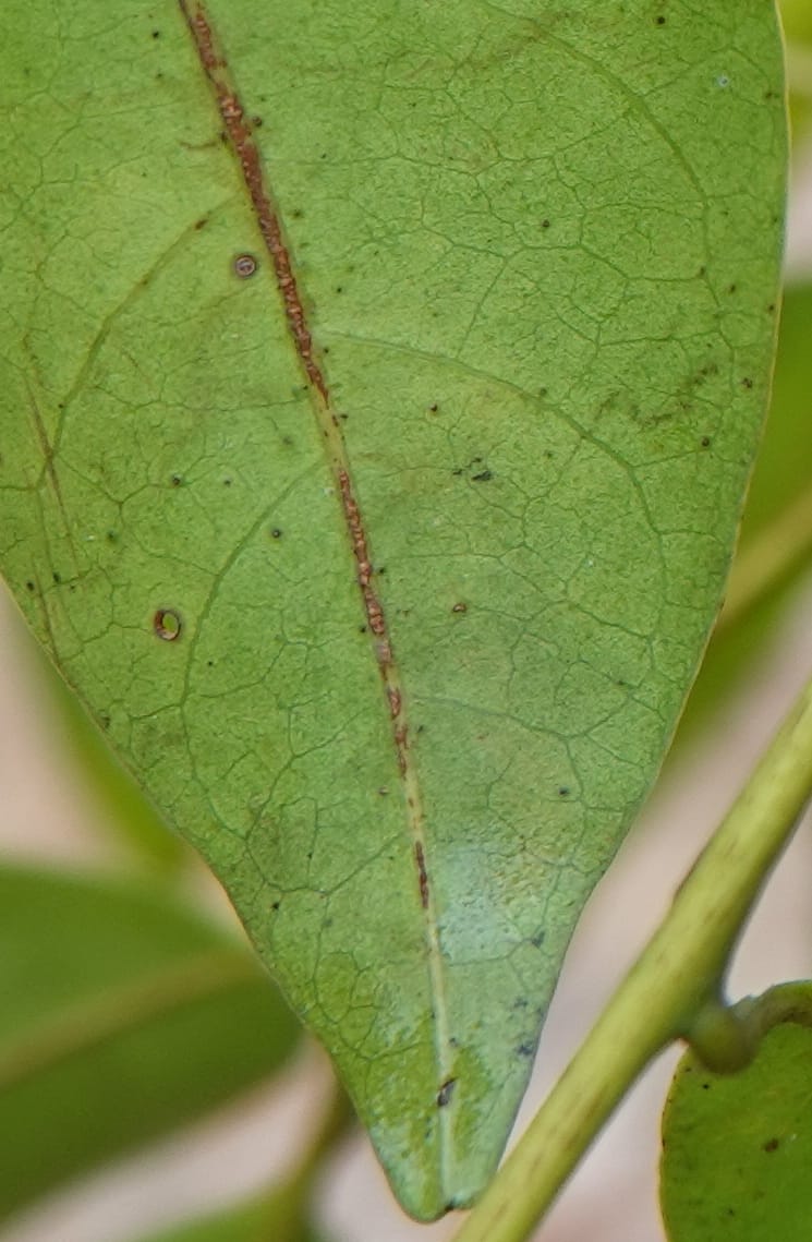 Trichilia, C. Davidson 14056--Gabon. Maboumine. 23 Oct 2019. DSC01631 (164).JPG