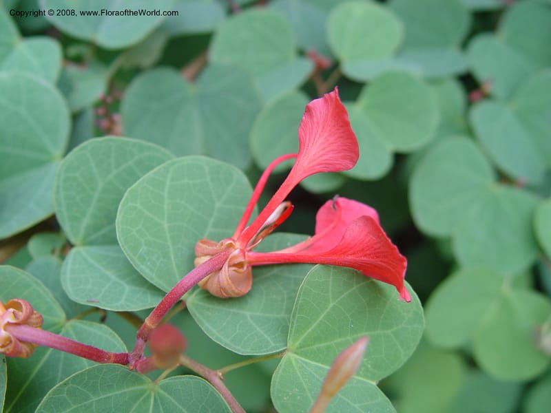 Bauhinia galpinii--Ghana. Aburi Botanic Garden. 13 Dec 03. 184.jpg