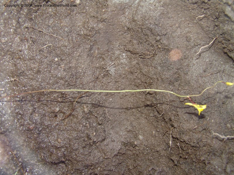 Utricularia prehensilis--So.Africa. E. Cape. Umtamvuna Nat. Res. 11 Mch 05. 274.jpg