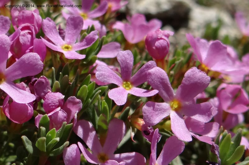 Douglasia, Davidson, C 12194--ID. Boise Co. Scott Mtn. Lookout Road. 18 Jun 2013. DSC06609 (84).JPG
