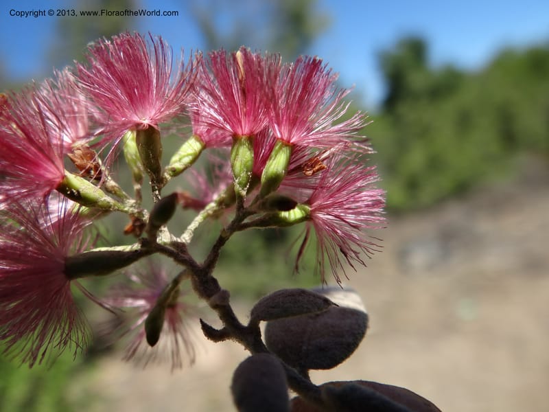 Proustia pyrifolia, WDS 34170--Chile. E of San Clemente. 21 Feb 2013.  (12).JPG