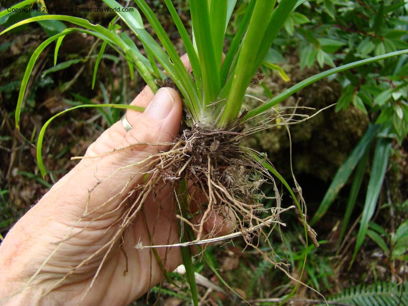 Campynemanthe, Munzinger, J 4843--New Caledonia, Dogny, 19 Nov 2007,  063 (8).jpg