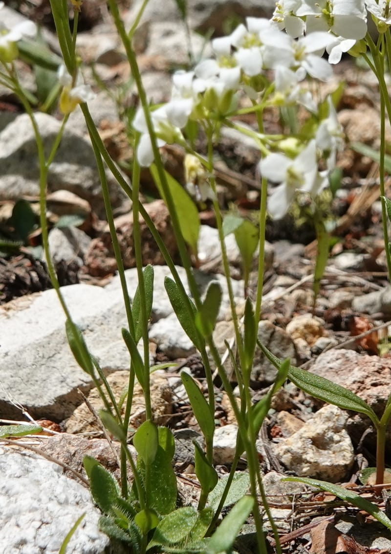 Arabis nuttallii, C. Davidson 14036--ID, Valley Co. Elkl Summit. 18 July 2019. DSC00995 (22).JPG