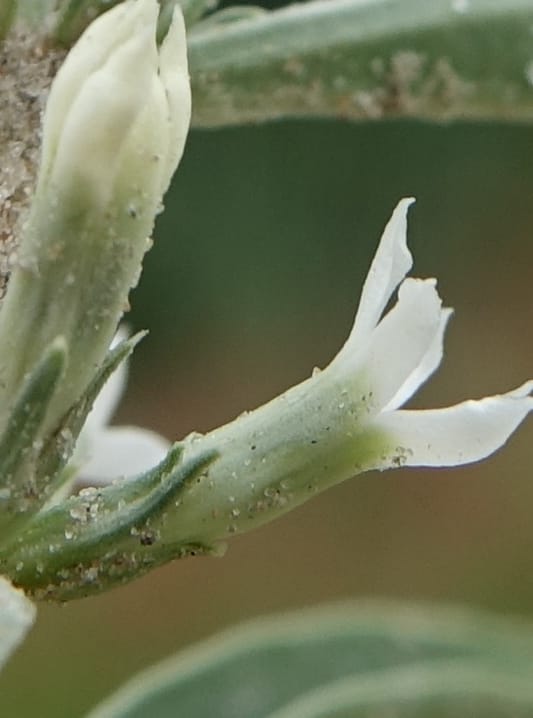 Enicostema axillare., L. Nanyeni 1275--Namibia. Hwy D2859. Odom 418. 30 March 2018. DSC04324 (174).JPG